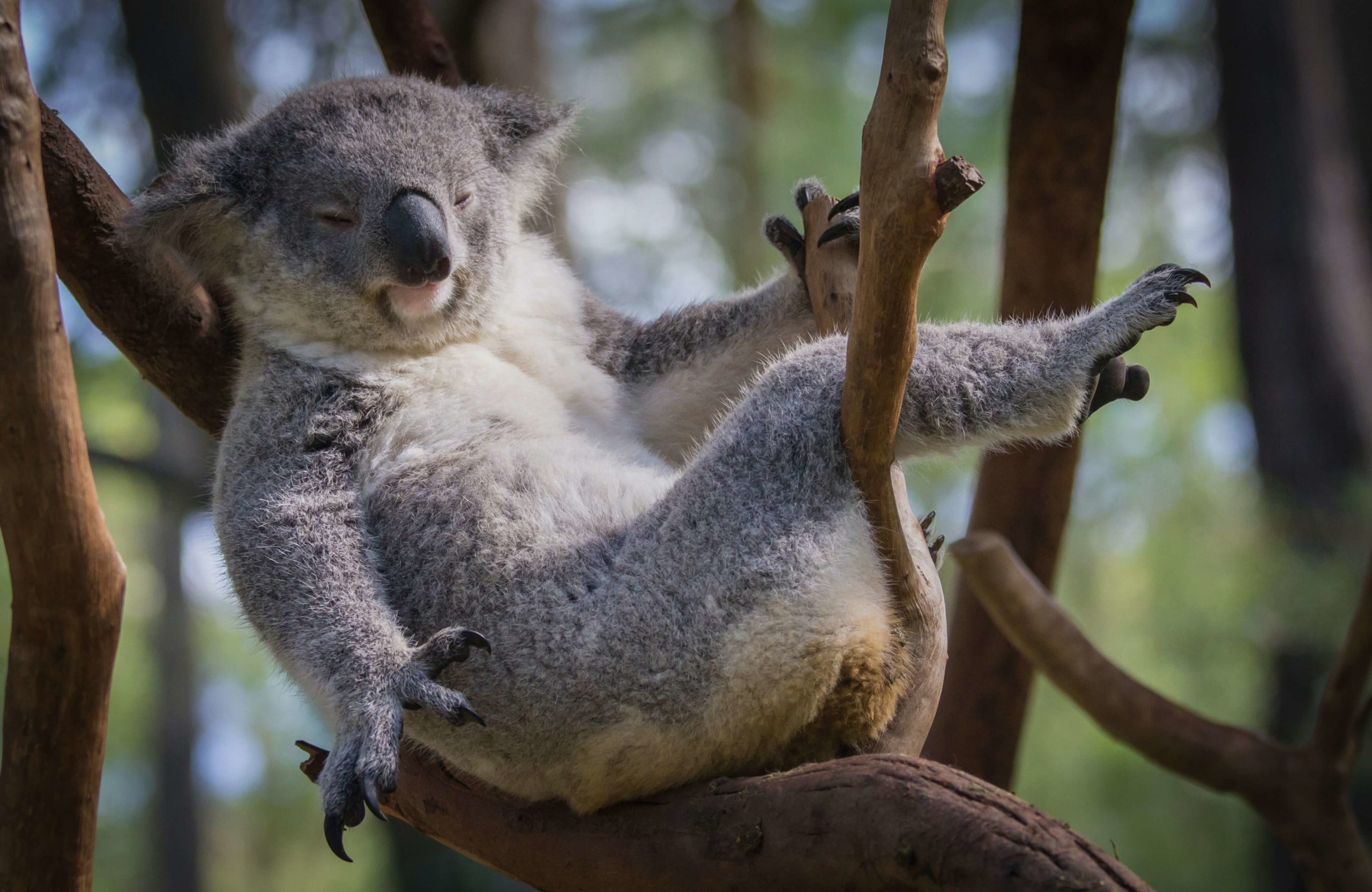 koala lui